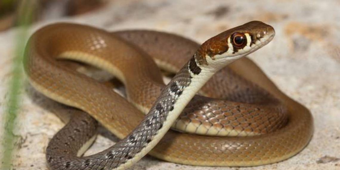 В разных районах Армении с 3 по 5 июня было обнаружено 19 змей