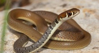 В разных районах Армении с 3 по 5 июня было обнаружено 19 змей