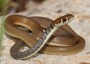 В разных районах Армении с 3 по 5 июня было обнаружено 19 змей