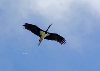 Юные армянские экологи посчитали белых аистов