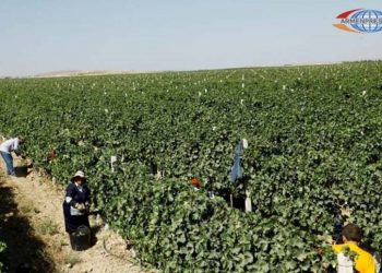 Стабилизация доходов крестьян, управление рисками в отрасли. Каковы результаты программы сельского страхования?