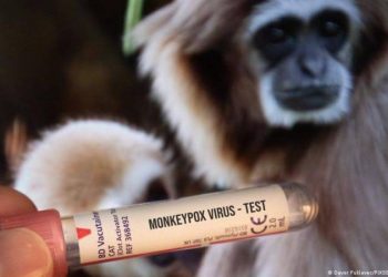 Минздрав Армении разъяснил ситуацию с оспой обезьян