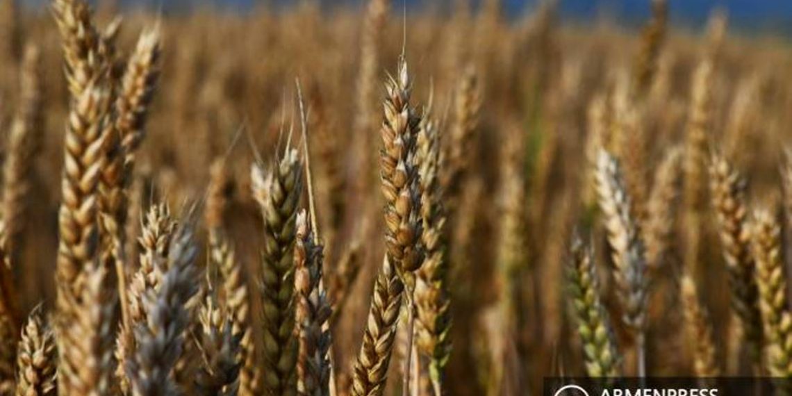 В Армении намерены повысить самообеспеченность пшеницей