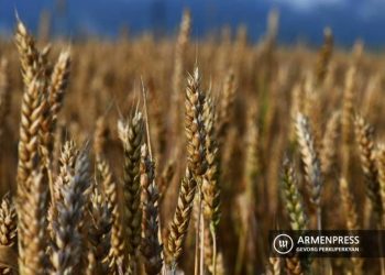 В Армении намерены повысить самообеспеченность пшеницей
