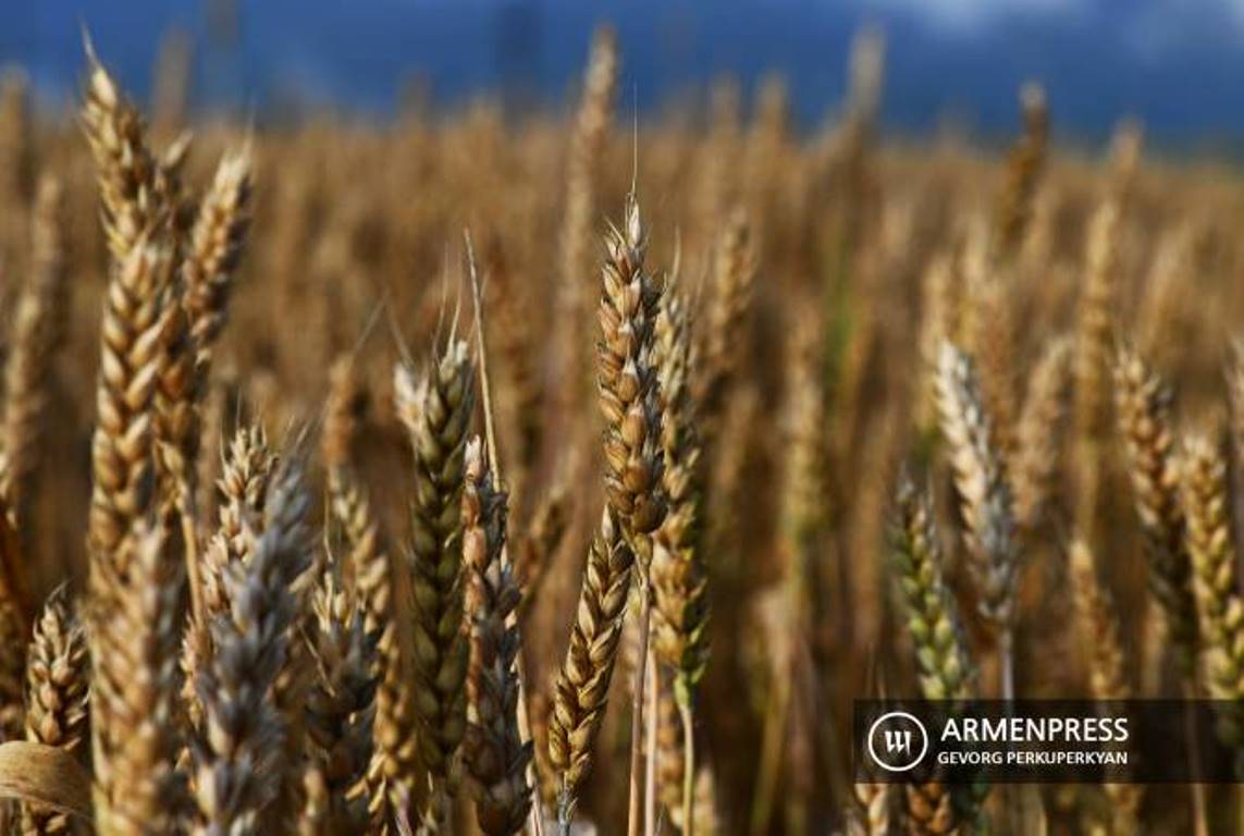 В Армении намерены повысить самообеспеченность пшеницей