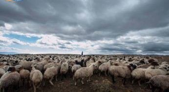 Государство содействовало ввозу в Армению более 1300 голов племенного мелкого рогатого скота
