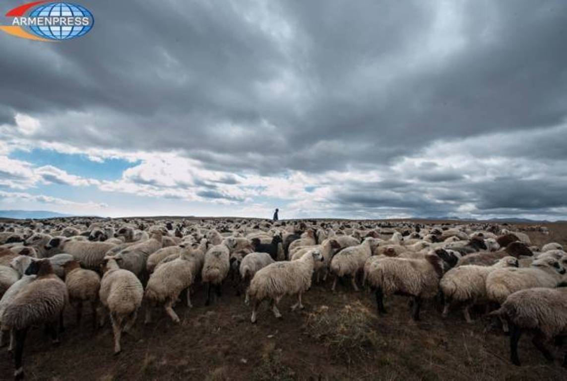 Государство содействовало ввозу в Армению более 1300 голов племенного мелкого рогатого скота