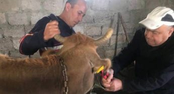 В Армении пронумеровано первое крупнорогатое животное