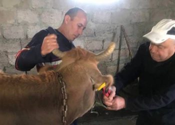 В Армении пронумеровано первое крупнорогатое животное