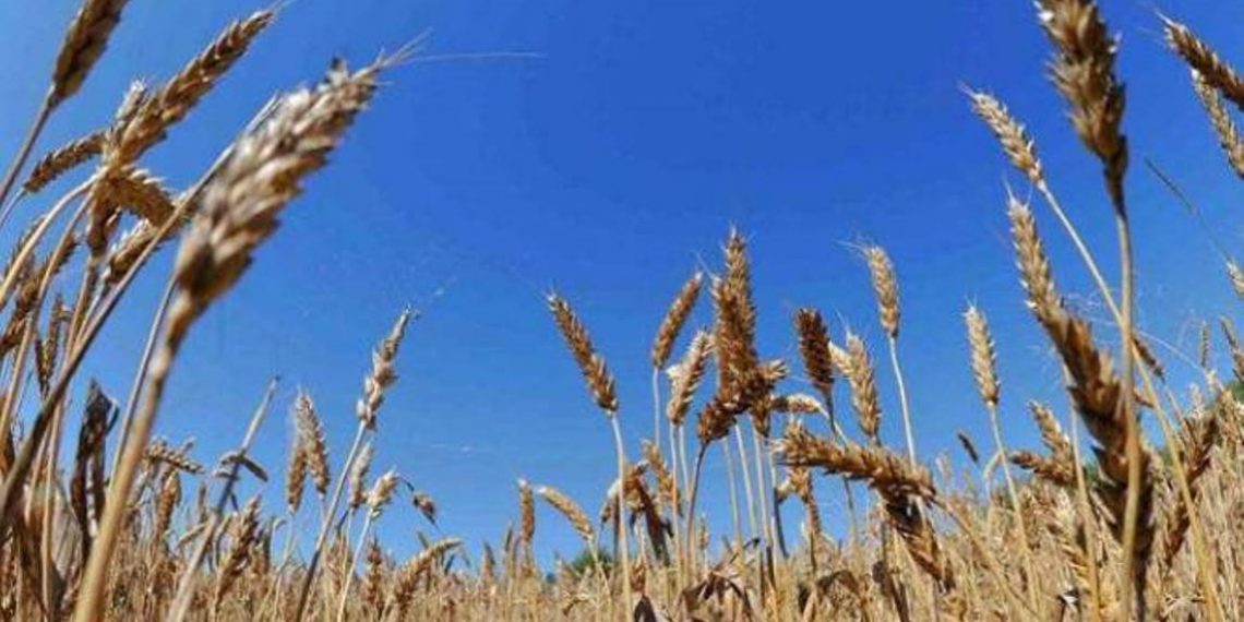 Армения стала лидером среди стран ЕАЭС по росту объемов сбора зерна