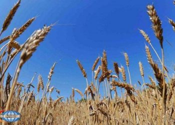 Армения стала лидером среди стран ЕАЭС по росту объемов сбора зерна