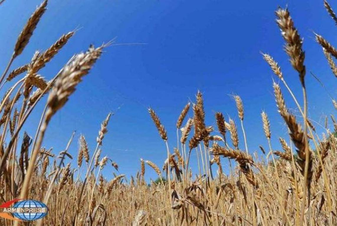 Армения стала лидером среди стран ЕАЭС по росту объемов сбора зерна