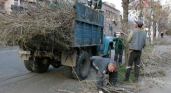 В Ереване началась весенняя обрезка деревьев