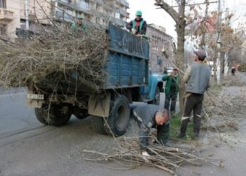 В Ереване началась весенняя обрезка деревьев