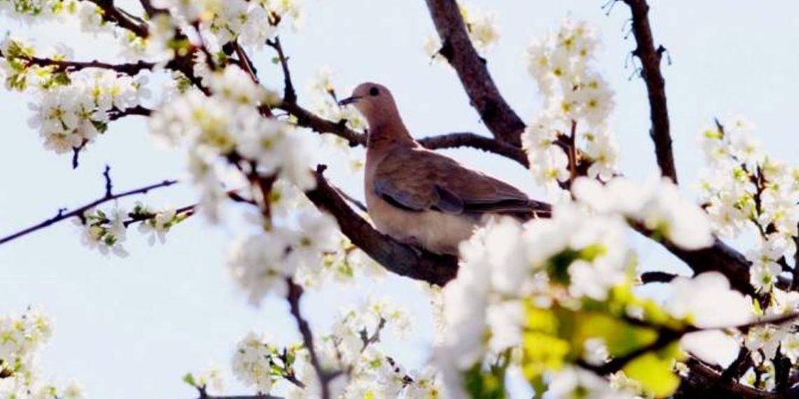 В ближайшие два дня температура воздуха в республике понизится на 4-6 градусов
