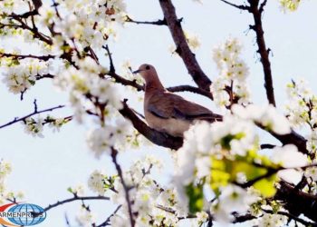 В ближайшие два дня температура воздуха в республике понизится на 4-6 градусов