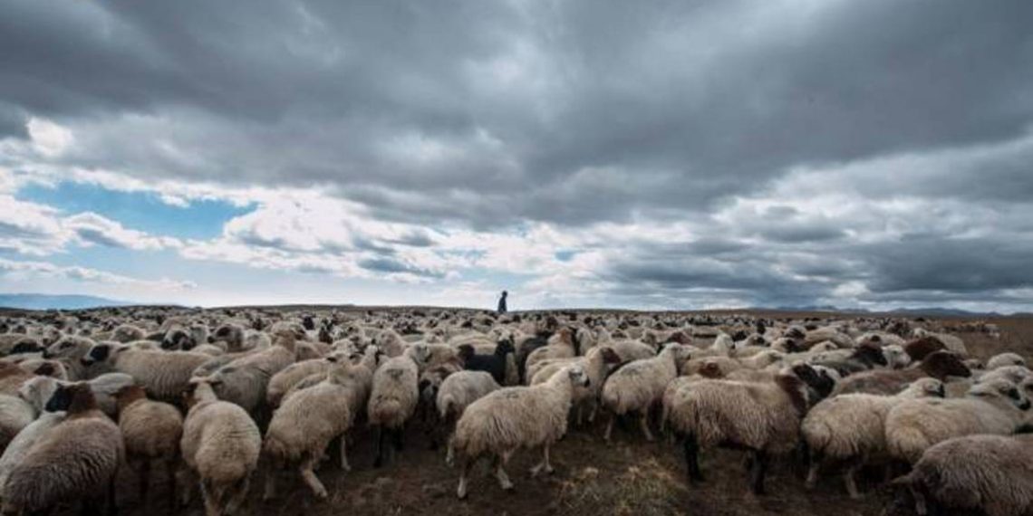 Развитию овцеводства в Армении дан мощный старт
