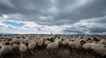 Развитию овцеводства в Армении дан мощный старт