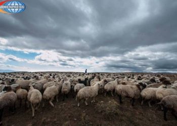 Развитию овцеводства в Армении дан мощный старт